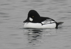 Bucephala clangula × islandica