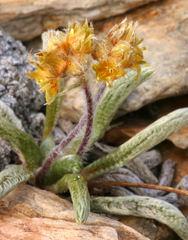 Ivesia muirii