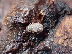 Cathormiocerus aristatus