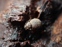 Cathormiocerus aristatus