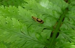 Ochetarcha miraculosa