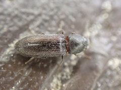Tetralimonius