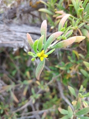 Tetragonia implexicoma