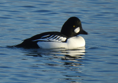 Bucephala clangula × islandica