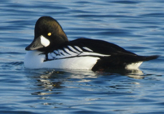 Bucephala clangula × islandica