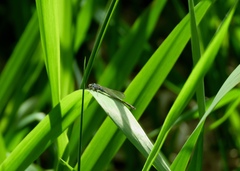 Ischnura cervula