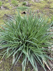 Tracheophyta