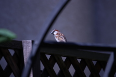 Passer domesticus