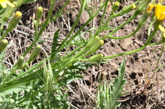 Crepis occidentalis