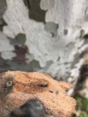 Rhacochelifer maculatus