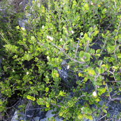Agathosma venusta