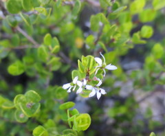 Agathosma venusta