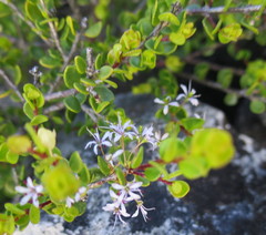 Agathosma venusta