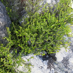 Agathosma venusta
