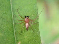 Oxyopes aglossus