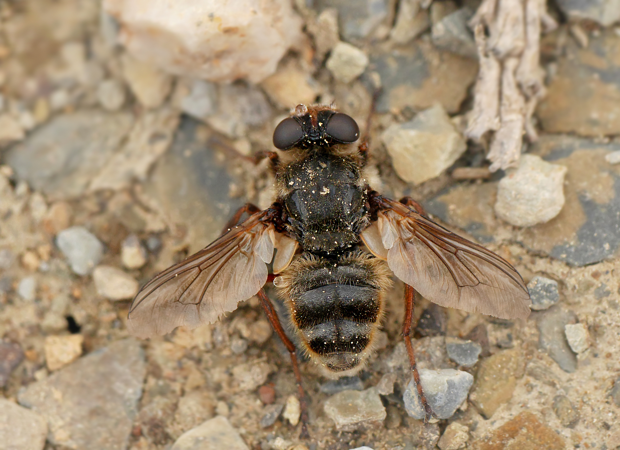 Bot Flies (Family Oestridae) · iNaturalist
