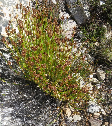 Mannetjies Goldreed (Elegia altigena)