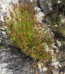 Elegia altigena