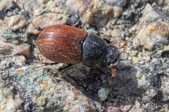 Aphodius pedellus
