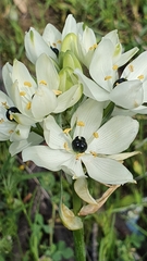 Ornithogalum arabicum image