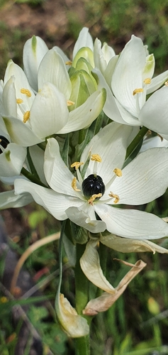 Image of Ornithogalum arabicum by (c) Mehdi Chetibi, some rights reserved (CC BY)