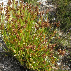Elegia altigena