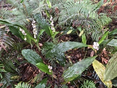 Calanthe aristulifera