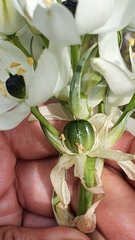 Ornithogalum arabicum image