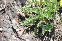 Crepis occidentalis
