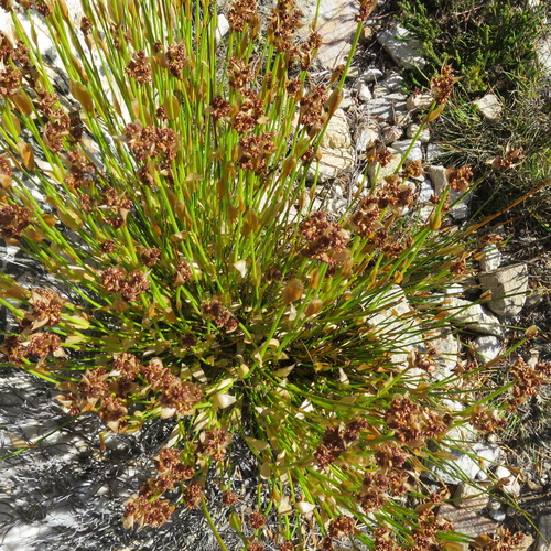 Image of Elegia altigena by no rights reserved