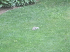 Sciurus carolinensis