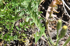Crepis occidentalis