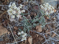 Asclepias involucrata