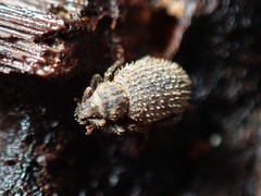 Cathormiocerus aristatus