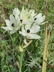 Ornithogalum arabicum image