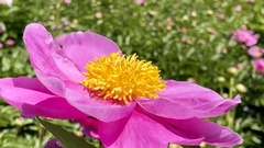 Paeonia
