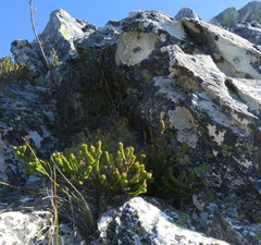 Erica petraea