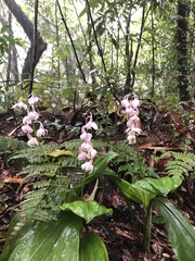 Calanthe aristulifera