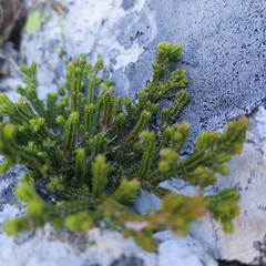 Erica petraea