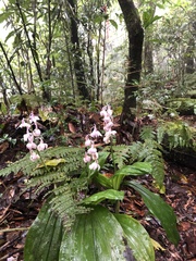 Calanthe aristulifera