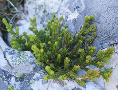 Erica petraea