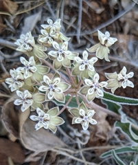 Asclepias involucrata