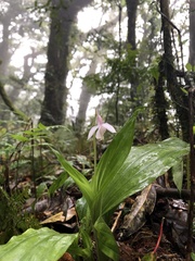 Calanthe aristulifera
