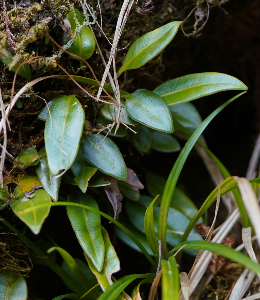 Elaphoglossum angulatum