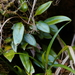 Elaphoglossum angulatum - Photo (c) Shang-Kwei Wang, algunos derechos reservados (CC BY-NC), subido por Shang-Kwei Wang