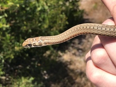 Psammophis notostictus
