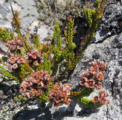Erica petraea