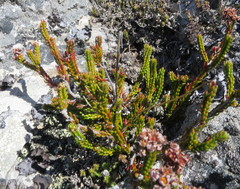 Erica petraea