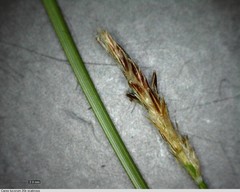 Carex lucorum