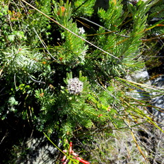 Leucadendron singulare